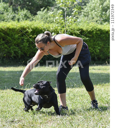 obedience training with a staffie obedience training with a staffie 111972349