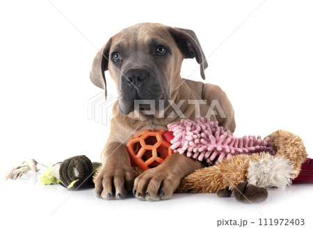 puppy cane corso puppy cane corso 111972403