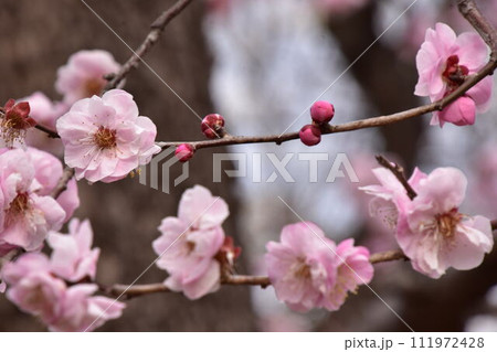 春の訪れを告げる梅の花 111972428