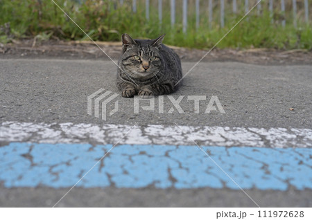 道端で横になるとら猫 111972628