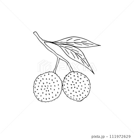 Hand-drawn lychee fruit. Vector illustration in doodle-style.  Branch of Lychee fruit with leaves isolated on white background. Vector illustration on white background. 111972629