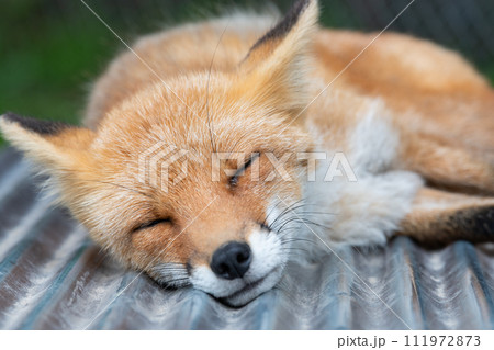 北海道のシンボル　キタキツネの寝姿（正面） 111972873