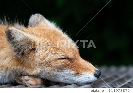 北海道のシンボル　キタキツネの寝姿（横顔） 111972879