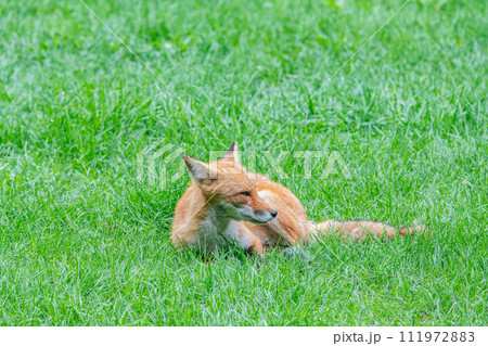 北海道のシンボル　キタキツネ 111972883