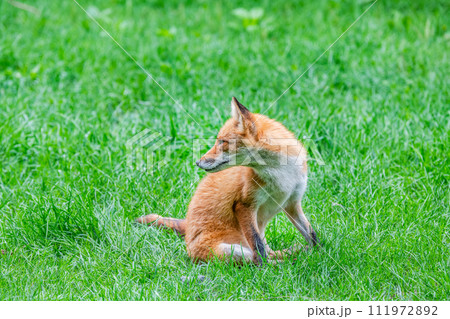 北海道のシンボル　キタキツネ（横顔） 111972892