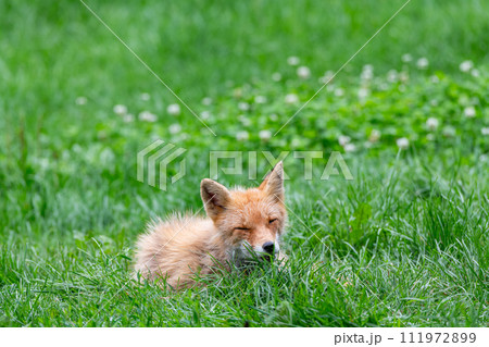 北海道のシンボル キタキツネ(正面) 北海道のシンボル キタキツネ(正面) 111972899