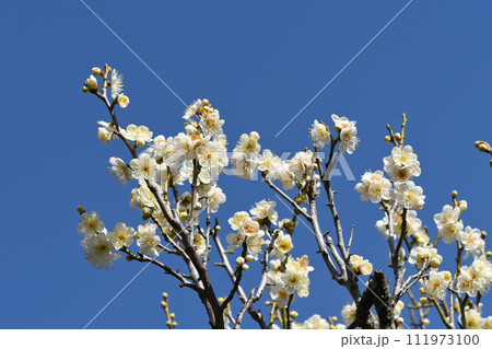 白梅 白梅 111973100