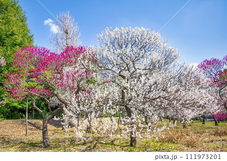 東京都　府中市　郷土の森梅まつり 111973201