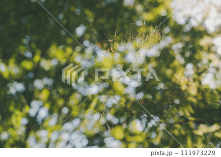 蜘蛛の巣 蜘蛛の巣 111973229