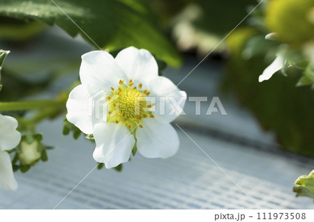 いちごの白い花 111973508