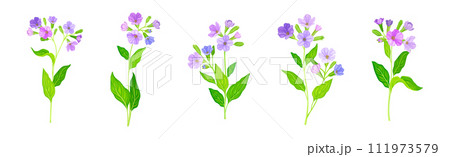 Lungwort or Pulmonaria Flowering Plant with Violet Inflorescence Vector Set Lungwort or Pulmonaria Flowering Plant with Violet Inflorescence Vector Set 111973579