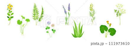 Medical Herbs with Flowering Plant on Stem Vector Set Medical Herbs with Flowering Plant on Stem Vector Set 111973610
