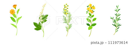 Medical Herbs with Flowering Plant on Stem Vector Set Medical Herbs with Flowering Plant on Stem Vector Set 111973614