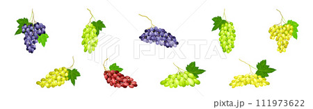 Ripe Grape Cluster and Bunch with Fruit on Stem Vector Set 111973622