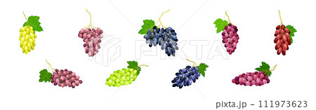 Ripe Grape Cluster and Bunch with Fruit on Stem Vector Set Ripe Grape Cluster and Bunch with Fruit on Stem Vector Set 111973623