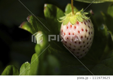 赤くなっていくいちご 赤くなっていくいちご 111973625