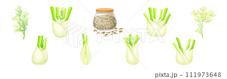 Florence Fennel or Finocchio Plant Species Vector Set 111973648