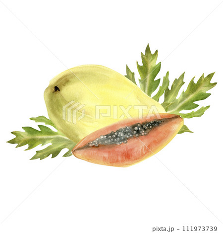 Watercolor tropical fruits illustration. Hand drawn juicy fresh orange papaya fruit and slice with green leaves for label, logo, packing design. 111973739