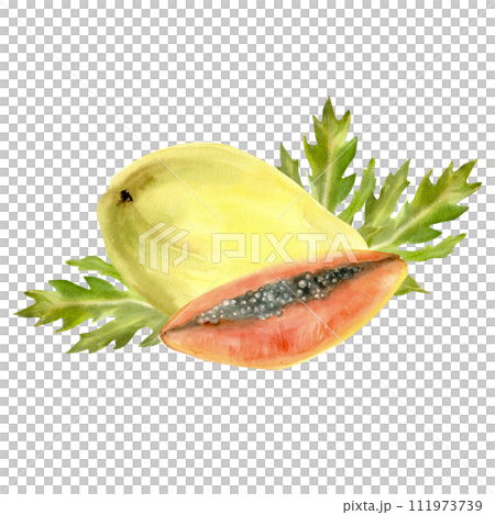 Watercolor tropical fruits illustration. Hand drawn juicy fresh orange papaya fruit and slice with green leaves for label, logo, packing design. 111973739