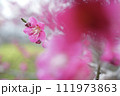 梅の花 111973863
