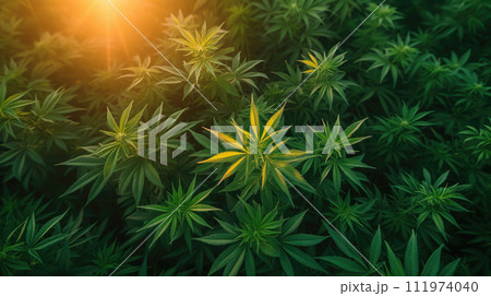 AI-generated content. Cannabis plants with a sun flare, useful for content on herbal medicine, CBD oil production, and agriculture of medicinal plants AI-generated content. Cannabis plants with a sun flare, useful for content on herbal medicine, CBD oil production, and agriculture of medicinal plants 111974040