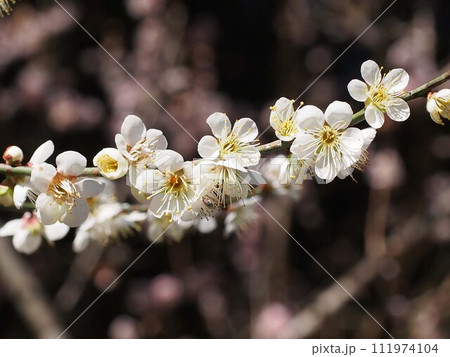 一重の白い花をつけた梅の枝(淡い日差しを浴びた白梅) 一重の白い花をつけた梅の枝(淡い日差しを浴びた白梅) 111974104