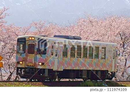 満開の桜 残雪 フラワー長井線 山形鉄道 満開の桜 残雪 フラワー長井線 山形鉄道 111974109
