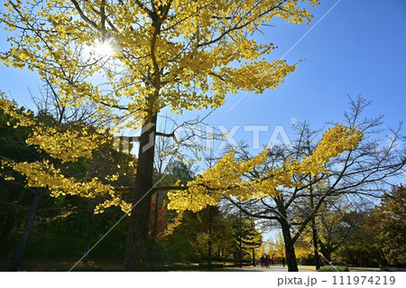 秩父ミューズパークの黄葉のイチョウ並木 111974219