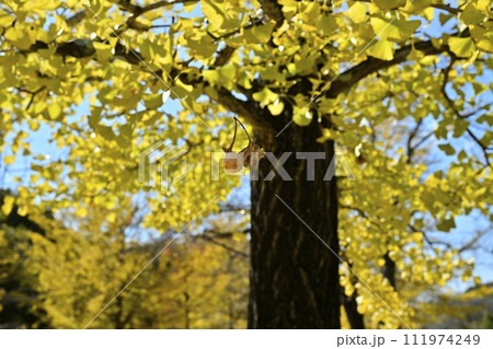 秩父ミューズパークの黄葉のイチョウ並木にクモの糸にぶら下がる銀杏の実 111974249