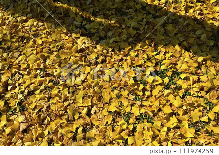 秩父ミューズパークのイチョウ並木の落ち葉に木の影 秩父ミューズパークのイチョウ並木の落ち葉に木の影 111974259