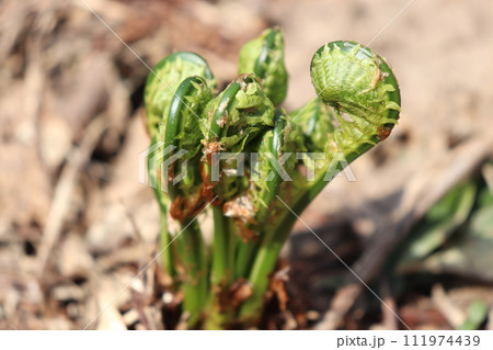雪解け後の山に生えるコゴミ 111974439