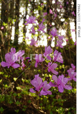 木漏れ日を背景に森の中に咲くミツバツツジの花 Ver3 木漏れ日を背景に森の中に咲くミツバツツジの花 Ver3 111974982