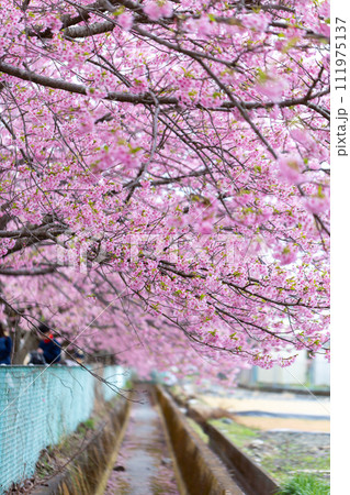 美和桜 河津桜 寒桜 美和桜 河津桜 寒桜 111975137