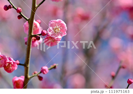 春を告げる梅の花 111975163