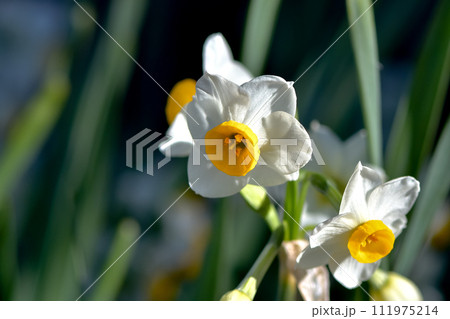白い水仙 白い水仙 111975214