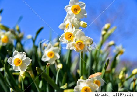 白い水仙 111975215