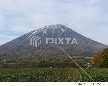 羊蹄山を見上げる 111975467