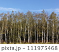 秋風と白樺 111975468