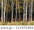 白い森の闇 111975469