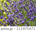 ラベンダー畑でお仕事だ 111975471
