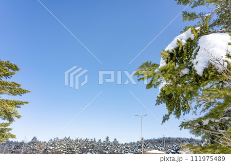 静岡県裾野市水ヶ塚公園 モミの木と積雪の風景 静岡県裾野市水ヶ塚公園 モミの木と積雪の風景 111975489