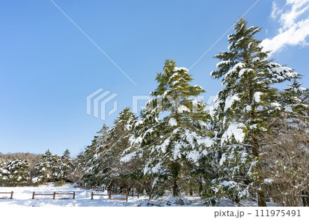 静岡県裾野市水ヶ塚公園　モミの木と積雪の風景 111975491
