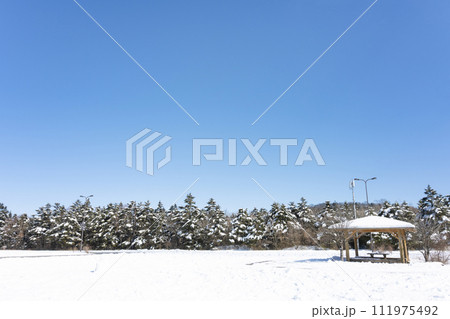 静岡県裾野市水ヶ塚公園　モミの木と積雪の風景 111975492