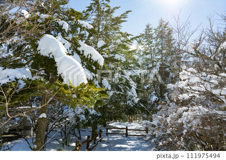 静岡県裾野市水ヶ塚公園 モミの木と積雪の風景 静岡県裾野市水ヶ塚公園 モミの木と積雪の風景 111975494