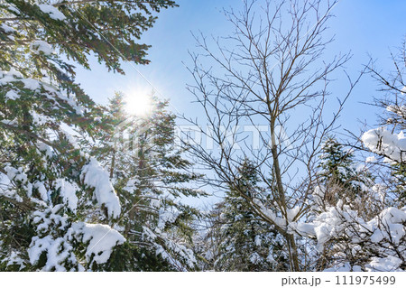 静岡県裾野市水ヶ塚公園 モミの木と積雪の風景 静岡県裾野市水ヶ塚公園 モミの木と積雪の風景 111975499