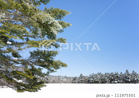 静岡県裾野市水ヶ塚公園 モミの木と積雪の風景 静岡県裾野市水ヶ塚公園 モミの木と積雪の風景 111975501
