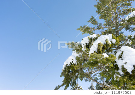 静岡県裾野市水ヶ塚公園　モミの木と積雪の風景 111975502