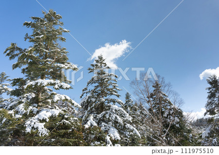 静岡県裾野市水ヶ塚公園 モミの木と積雪の風景 静岡県裾野市水ヶ塚公園 モミの木と積雪の風景 111975510