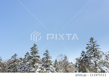 静岡県裾野市水ヶ塚公園　モミの木と積雪の風景 111975511