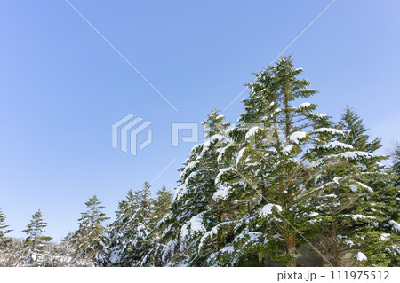 静岡県裾野市水ヶ塚公園　モミの木と積雪の風景 111975512